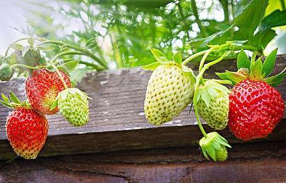 《最后的生还者》剧集新海报泄露 明年1月15日播出